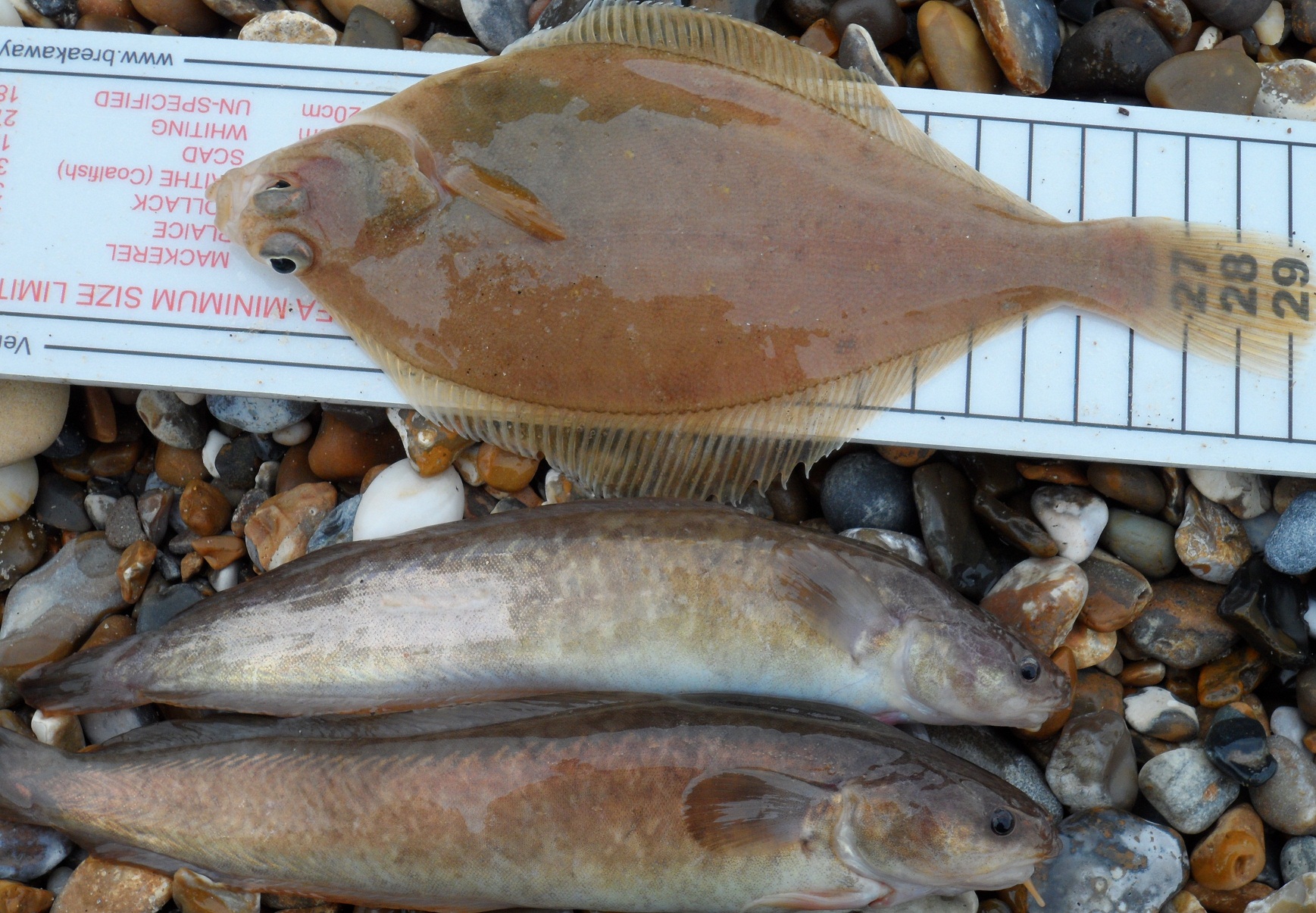 Fish Measure with maff size limits